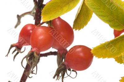 Dogrose berries. Dogrose berries.