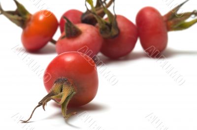 Dogrose berry. Dogrose berry.