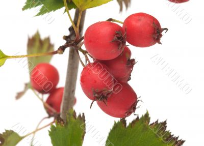 Hawthorn. Hawthorn.