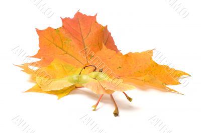 Maple leaves. Maple leaves.