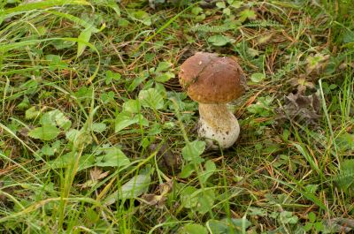Mushroom. Mushroom.