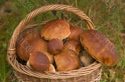 Crop of mushrooms. Crop of mushrooms.