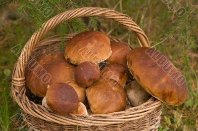 Crop of mushrooms.