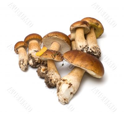 Mushroom. Mushroom.