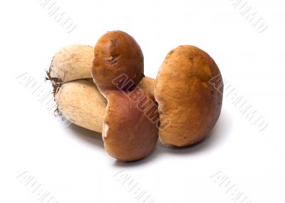 Mushroom. Mushroom.