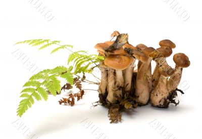 Honey agaric. Honey agaric.