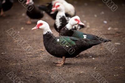 Ducks of special breed