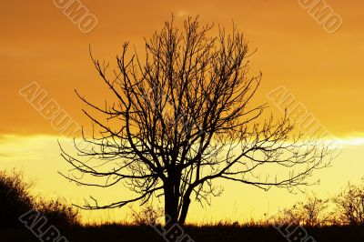 lone bare tree in the sunset