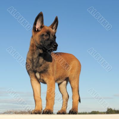 puppy malinois
