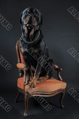 rottweiler on an armchair