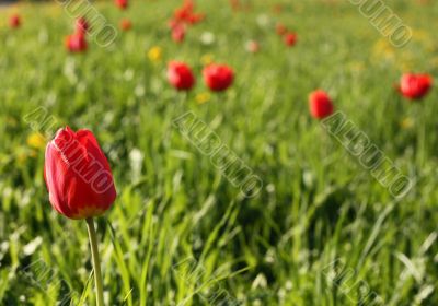 Meadow. Tulips. 