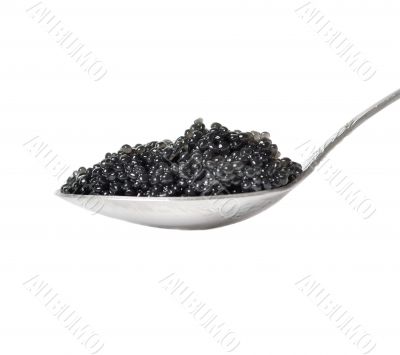 Black caviar in spoon