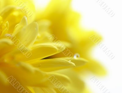Yellow chrysanthemum with water drop