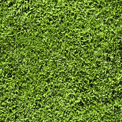 Grass seamless pattern