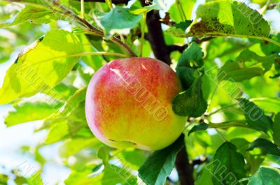 Apple of red on branch