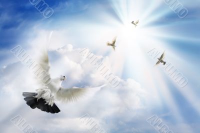 Doves soaring in solar beams