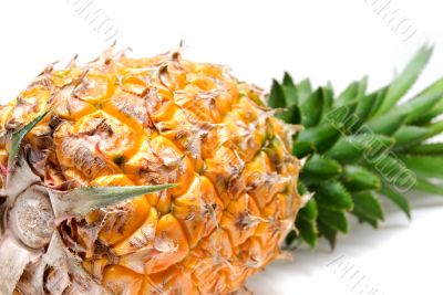pineapple