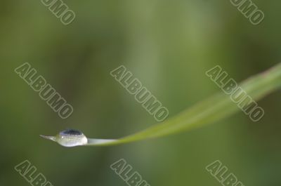 blade of grass with drop