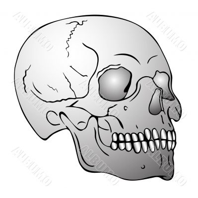skull skull