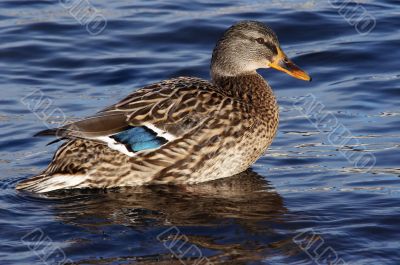 mallard mallard