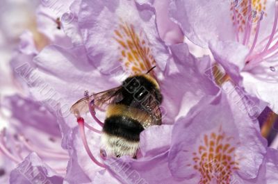 humble bee in the bloom of rhododendron