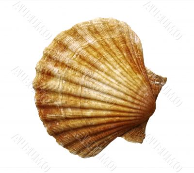 shell shell