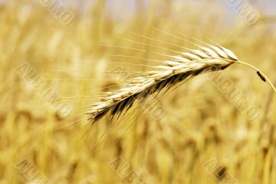 Close-up of golden weat