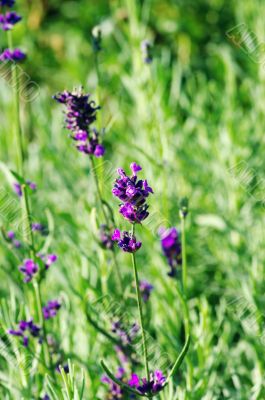 macro of lavender plant. herbal landscape of aromatic plant.