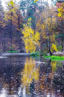 autumn lake in golden forest