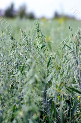 Green field of oats.