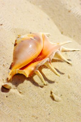 Beach concept. Sea shell background. 