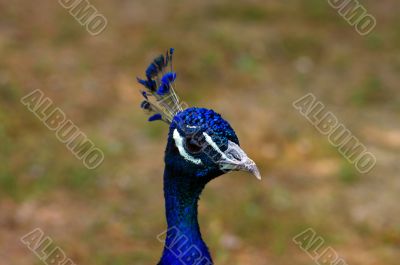 Blue peacock head over natural background