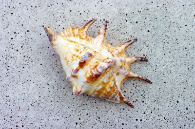 Sea shell on the stone background. 