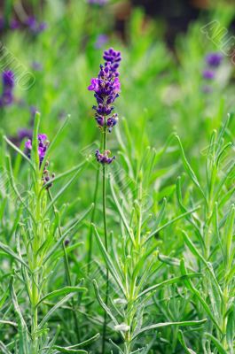 macro of lavender plant. herbal landscape of aromatic plant. 
