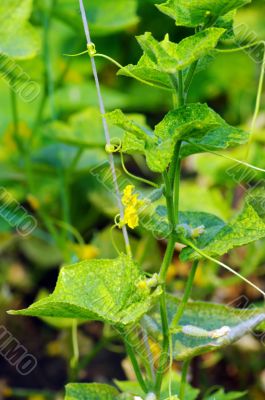 Yellow cucumber flower in a greenhouse