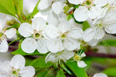 Tree branch with cherry flowers