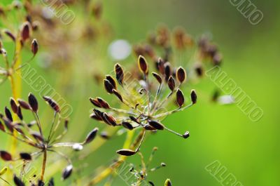 Fennel seeds