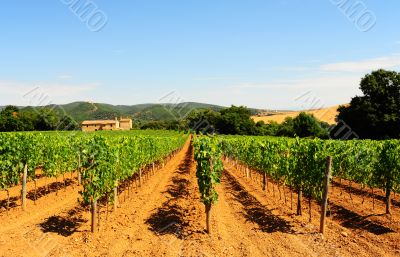  Vineyard