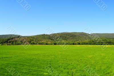 Paddy Field