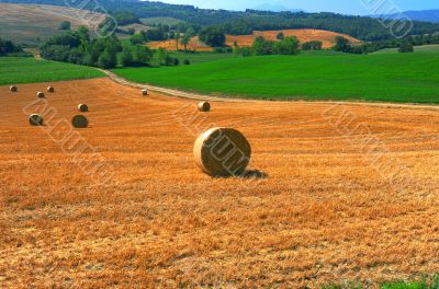 Toscana Landscape 