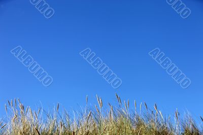 clear blue sky with grasses in the foreground 