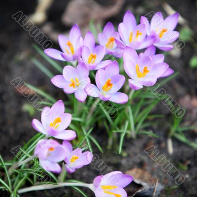 crocus