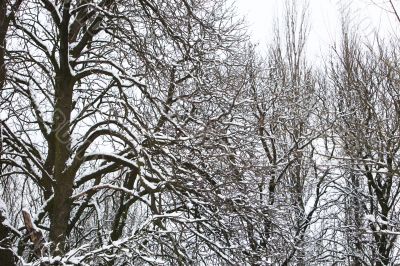 Winter Landscape