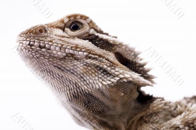 The head of a lizard. 