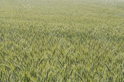 cultivated oats