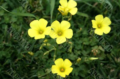 Yellow field flowers