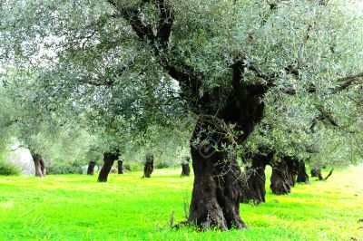 Olive Trees