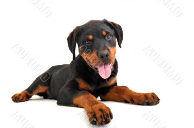 puppy rottweiler