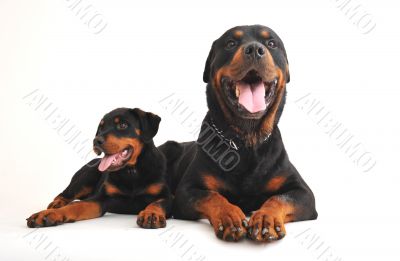 two rottweilers