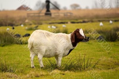 Goat Goat